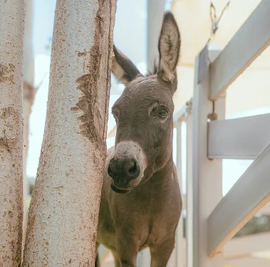 Abu's Farm – imagen 3