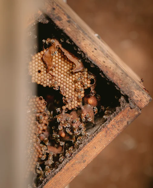 Abu's Farm – imagen 4